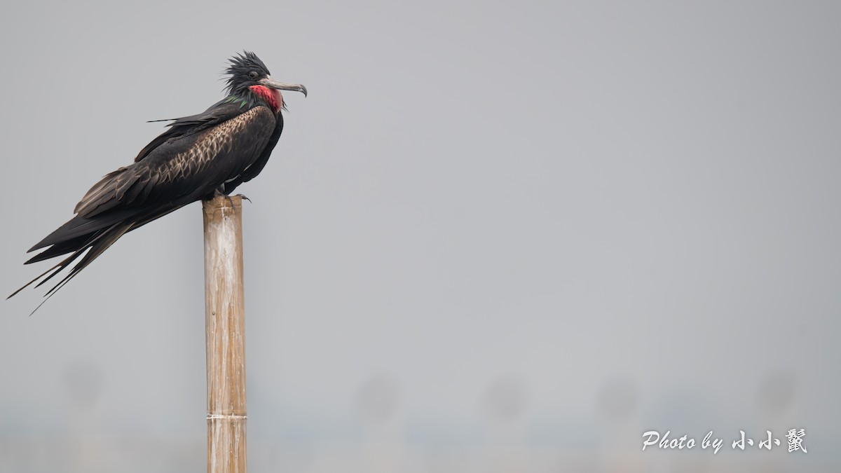 Christmas Island Frigatebird - ML640518586