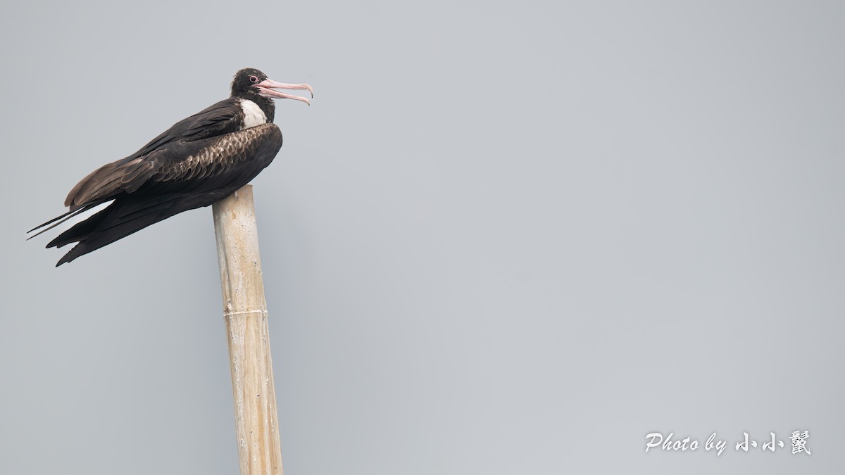 Christmas Island Frigatebird - ML640518590