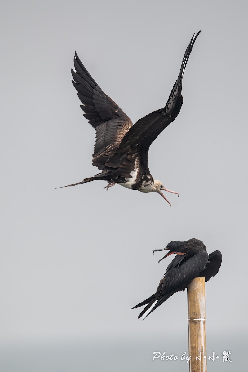 Christmas Island Frigatebird - ML640518594