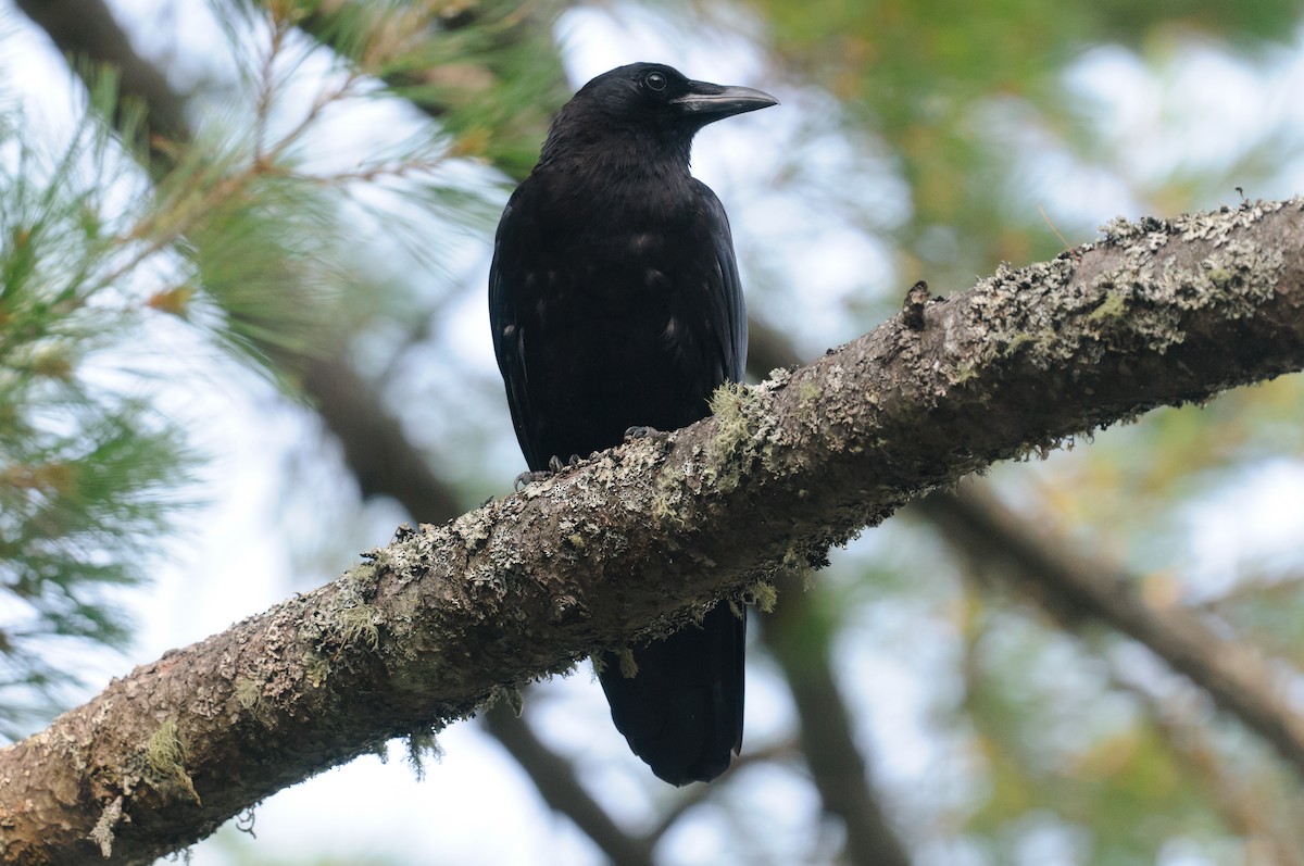 American Crow - ML640518620