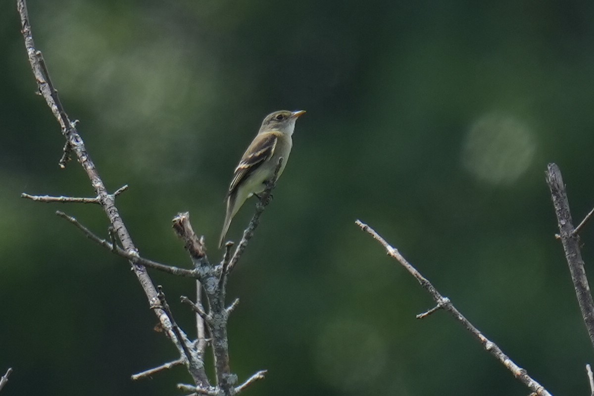 Alder Flycatcher - ML640518643