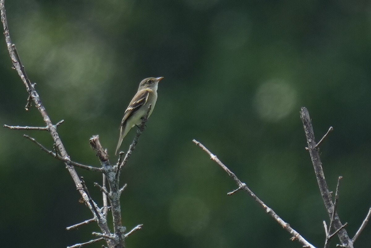 Alder Flycatcher - ML640518644