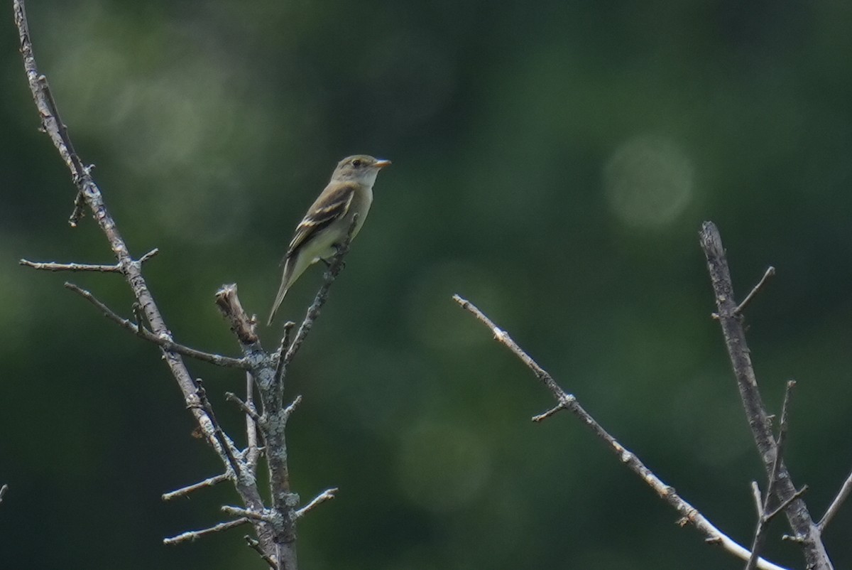 Alder Flycatcher - ML640518645