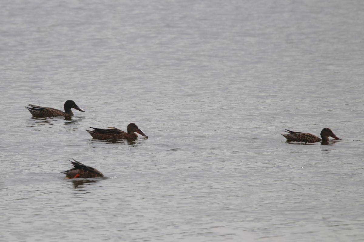 Халбага нугас - ML640518650