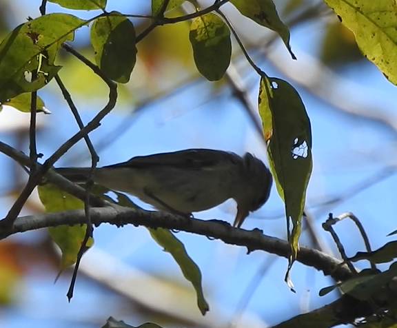 Arctic Warbler - ML640518660
