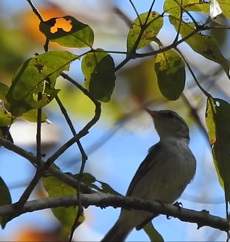Arctic Warbler - ML640518661