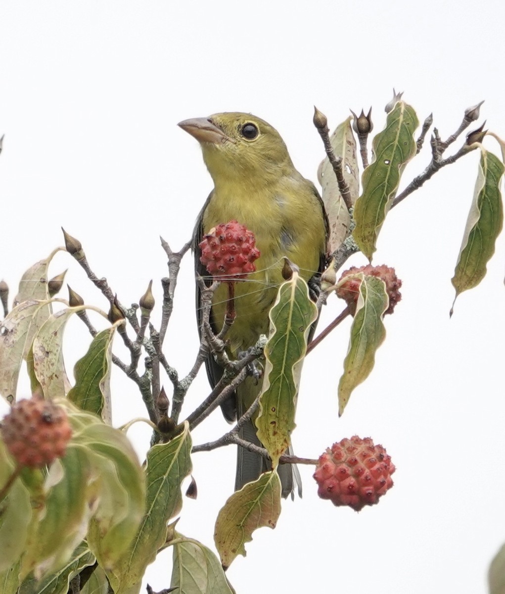 Scarlet Tanager - ML640518832