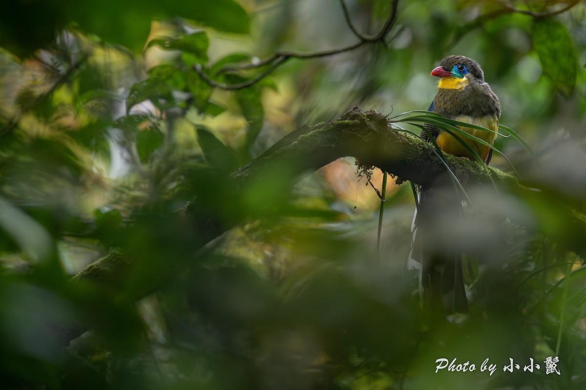 Javan Trogon - ML640518875