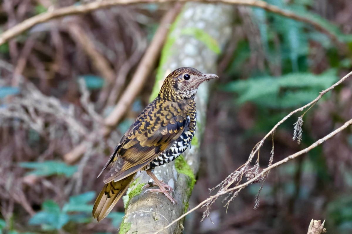 Scaly Thrush - ML640518905