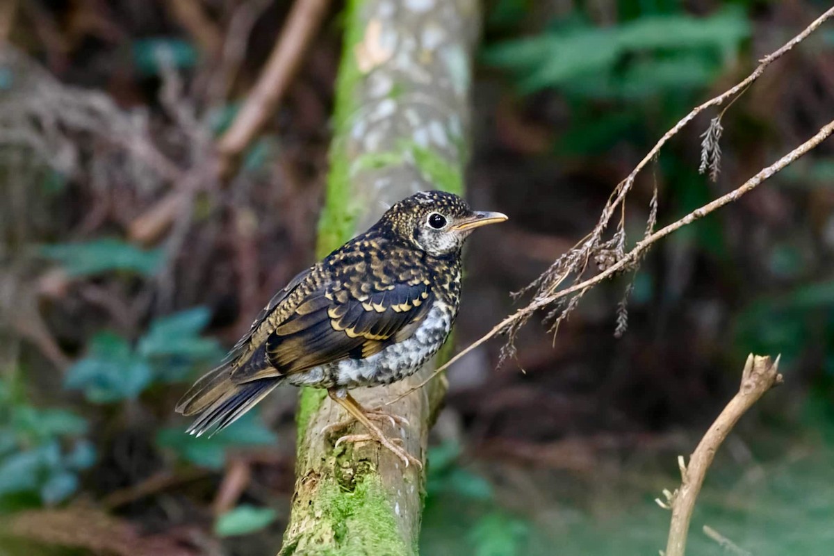 Scaly Thrush - ML640518906