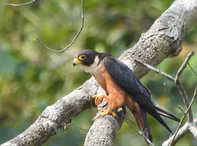 Oriental Hobby - ML640518922