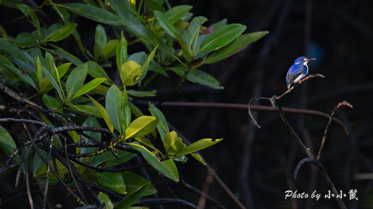 Little Kingfisher - ML640518937