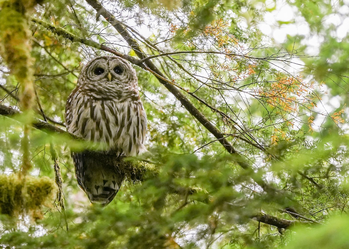 Barred Owl - ML640518941