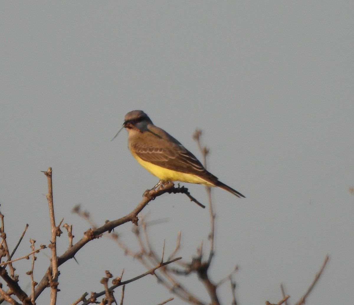 Western Kingbird - ML640518945