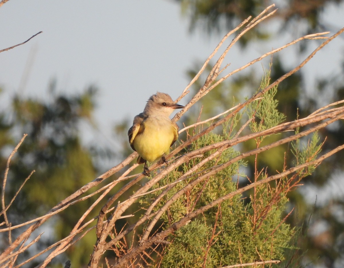 Western Kingbird - ML640518946