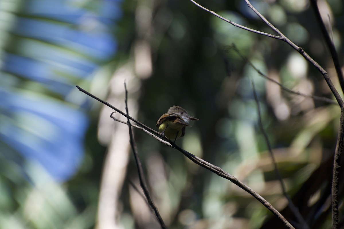 Nutting's Flycatcher - ML640518950