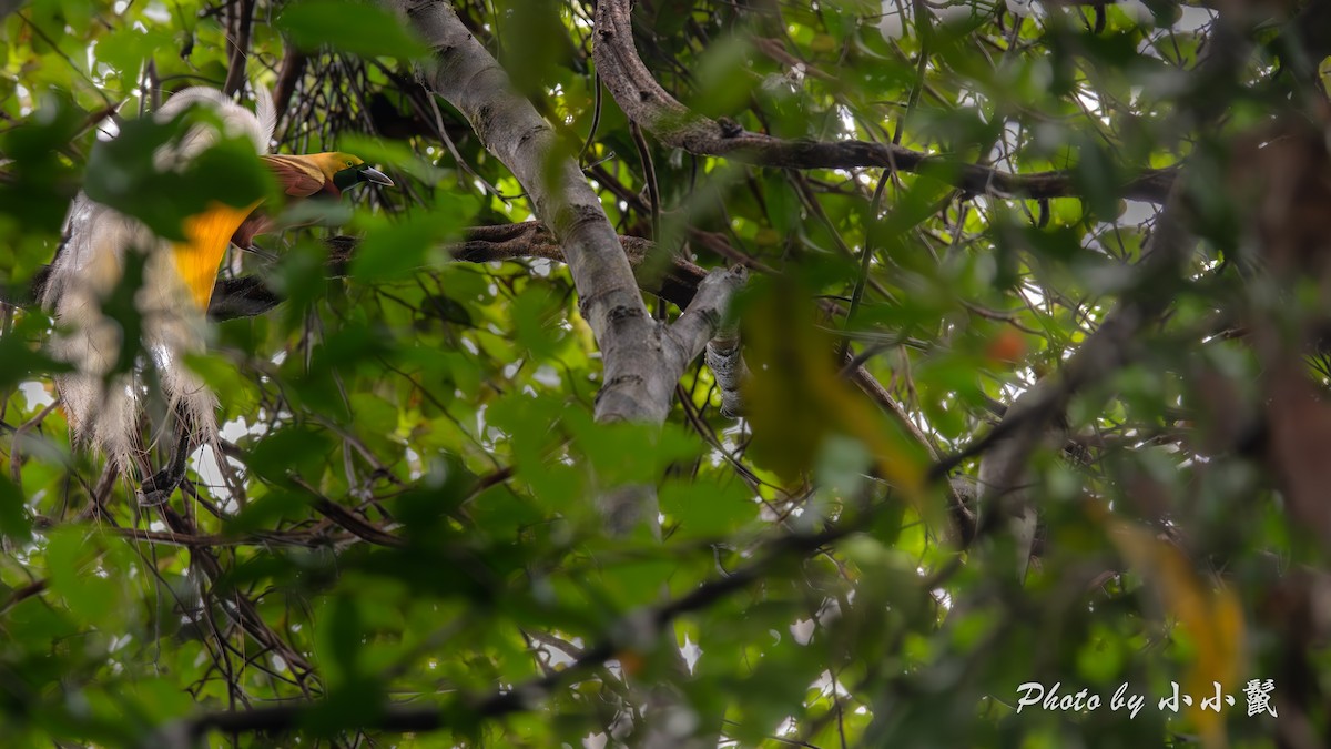 Kleinparadiesvogel - ML640518966