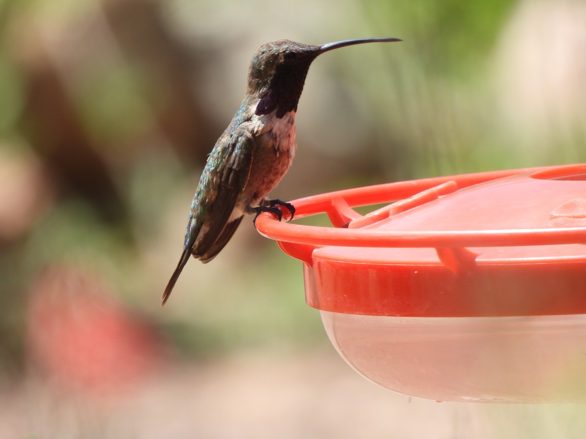 Lucifer Hummingbird - ML640519010