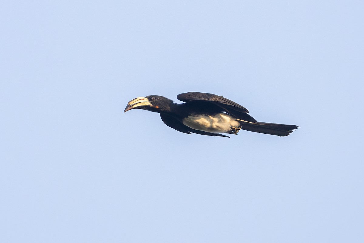 Congo Pied Hornbill - ML640519018