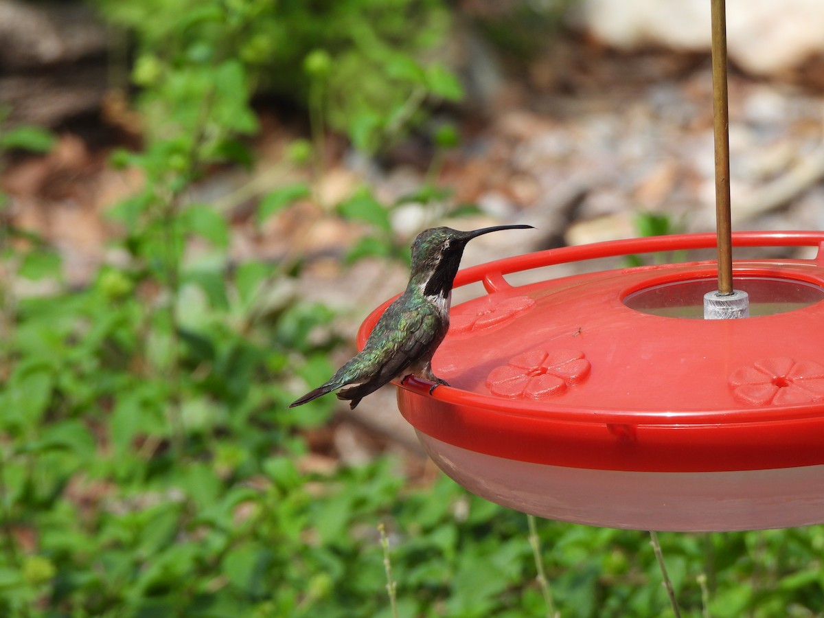 Lucifer Hummingbird - ML640519041