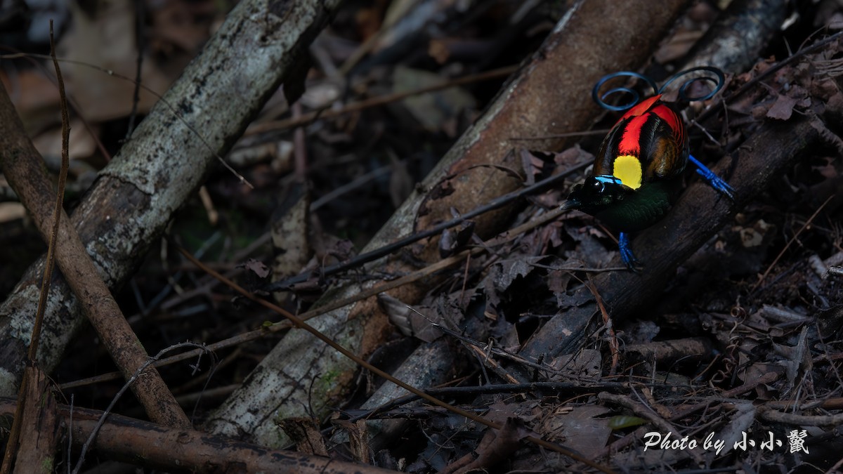 Wilson's Bird-of-Paradise - ML640519048