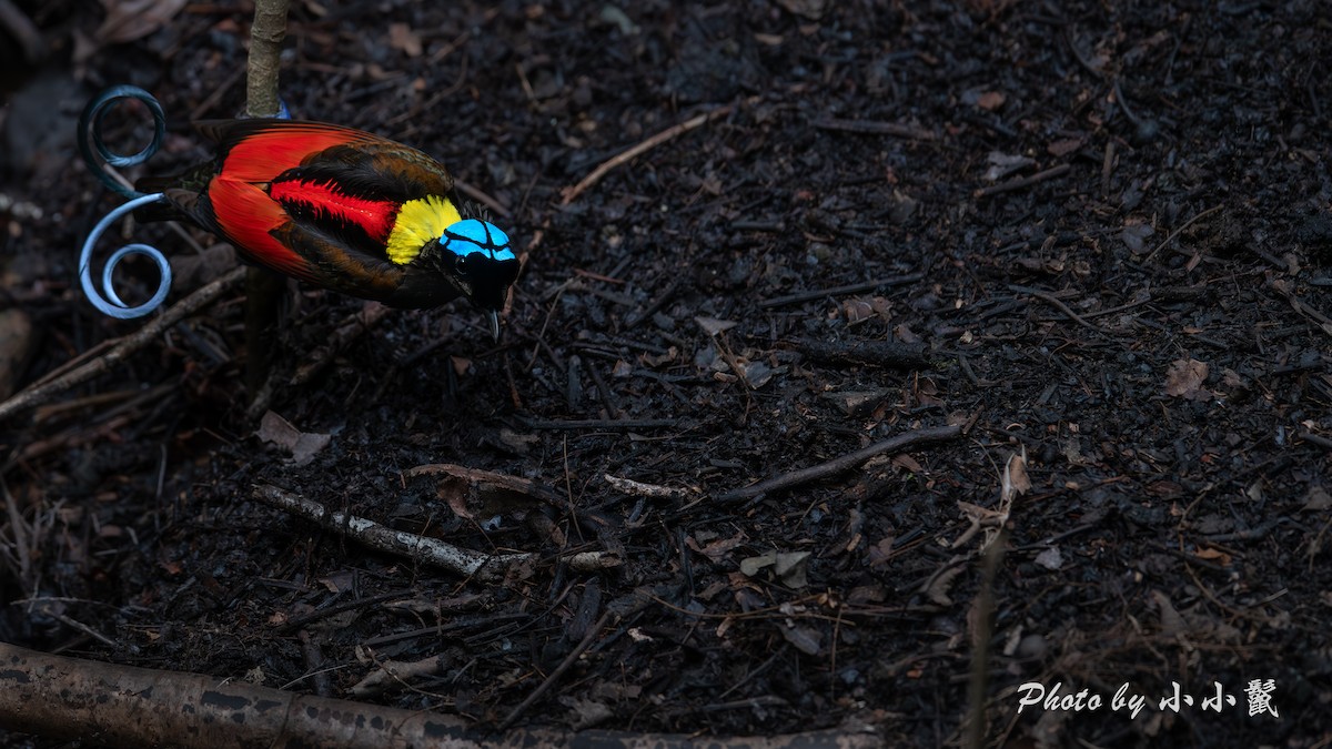 Wilson's Bird-of-Paradise - ML640519049