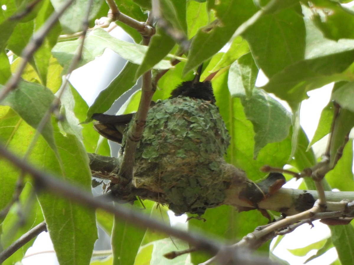 Berylline Hummingbird - ML640519086