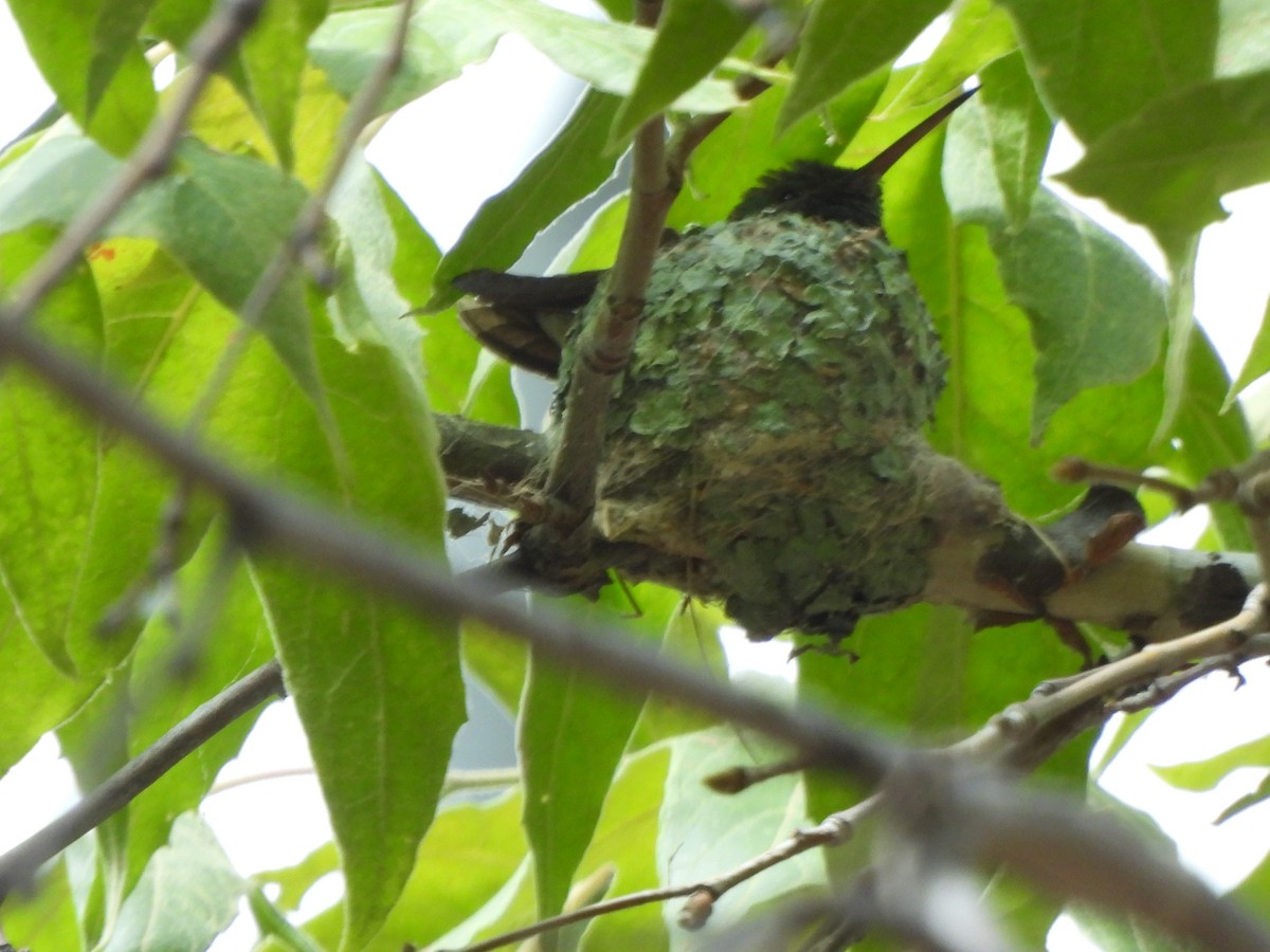 Berylline Hummingbird - ML640519087