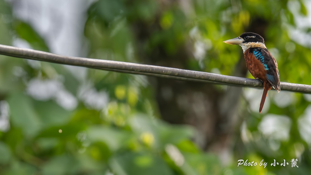 Rufous-bellied Kookaburra - ML640519098