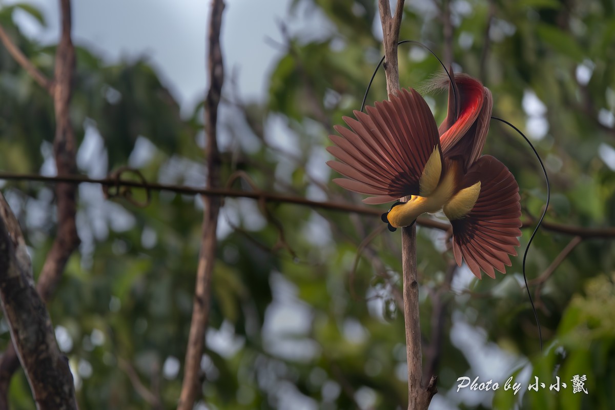 Red Bird-of-Paradise - ML640519114