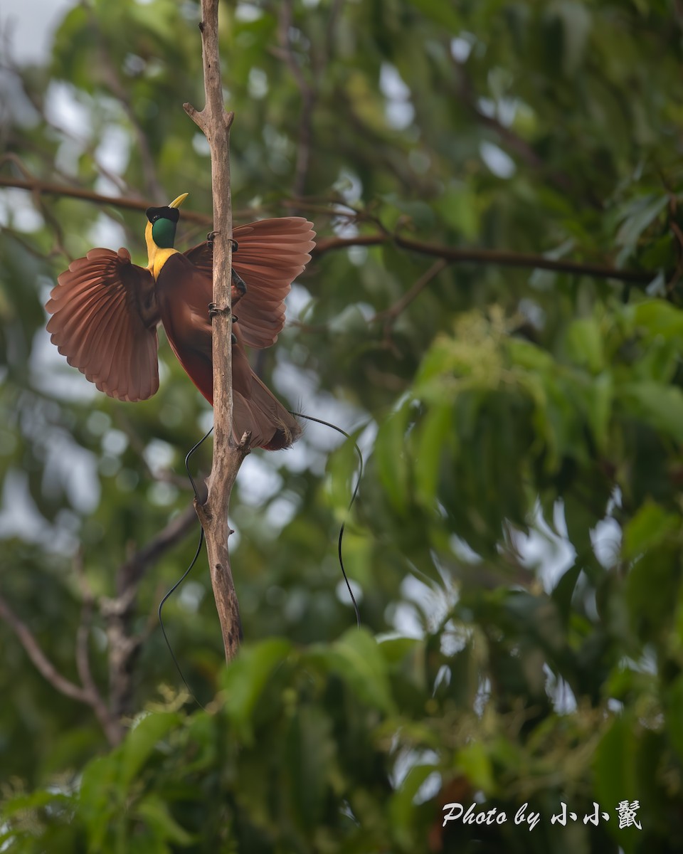 Red Bird-of-Paradise - ML640519115
