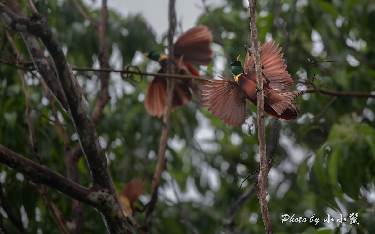 Red Bird-of-Paradise - ML640519116