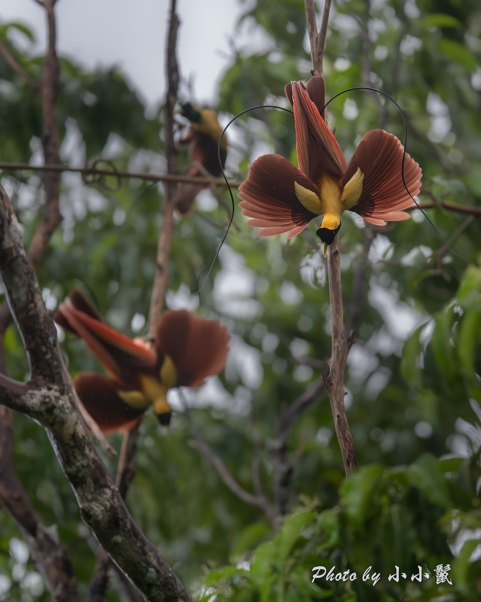 Red Bird-of-Paradise - ML640519117