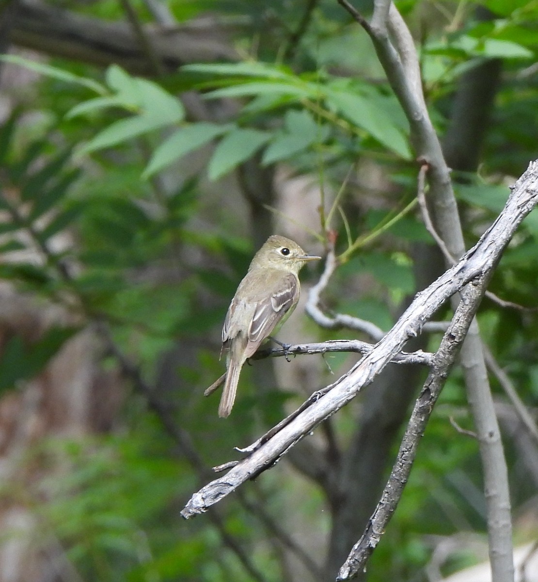 Western Flycatcher - ML640519119