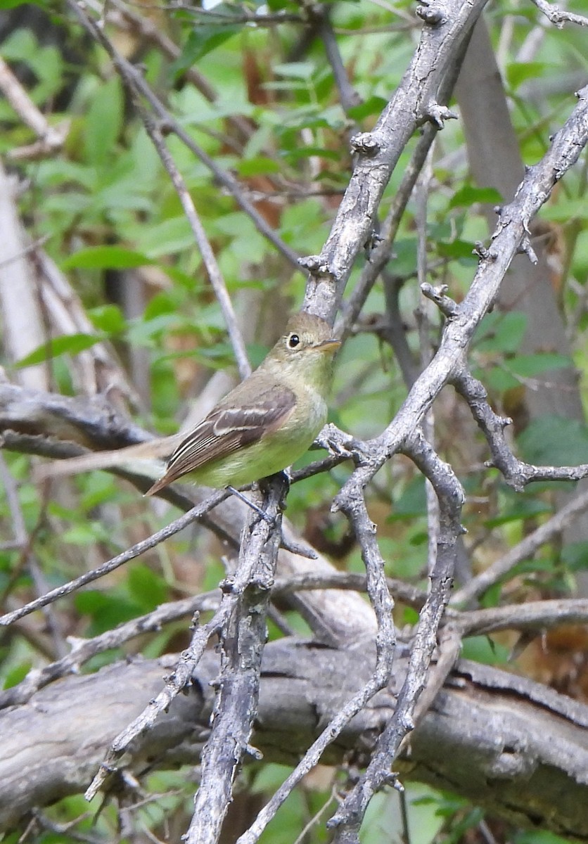 Western Flycatcher - ML640519120
