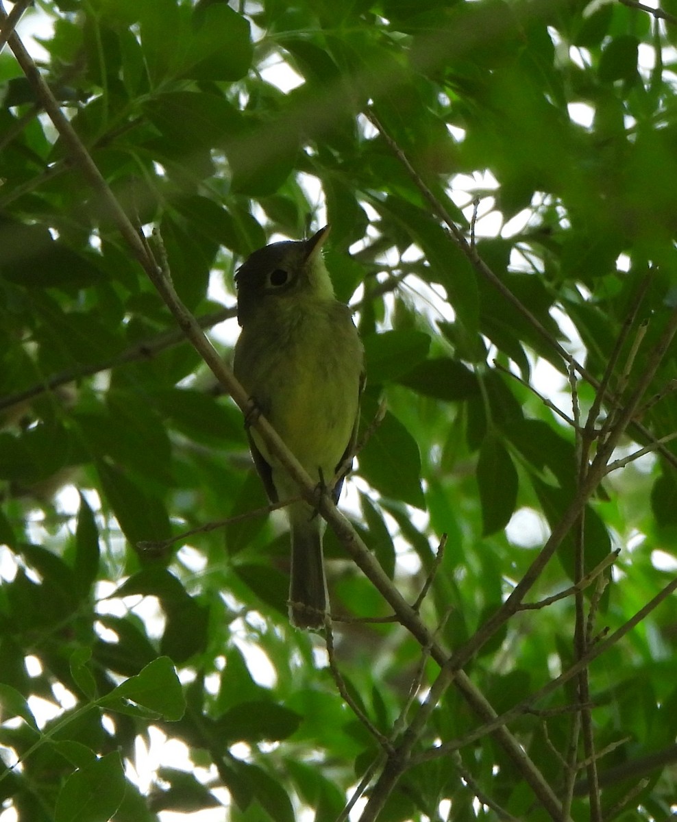Western Flycatcher - ML640519121