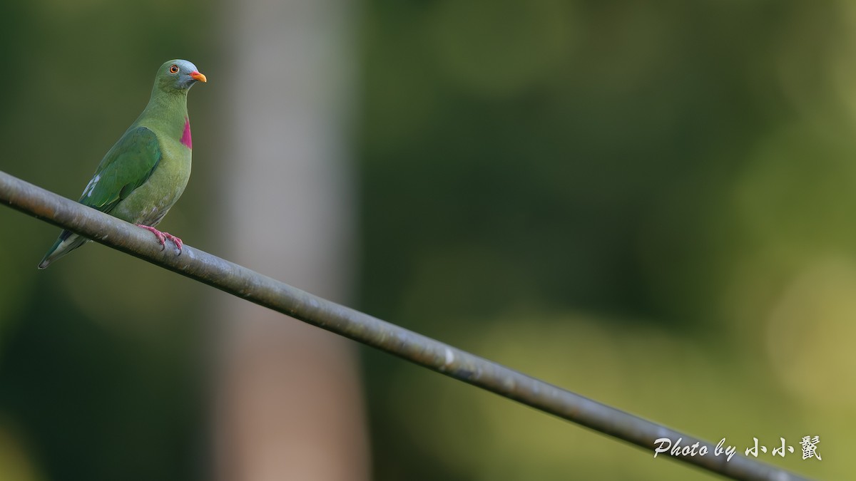 Claret-breasted Fruit-Dove - ML640519135