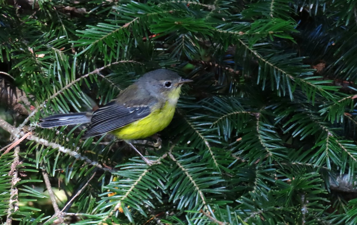 Magnolia Warbler - ML640519136