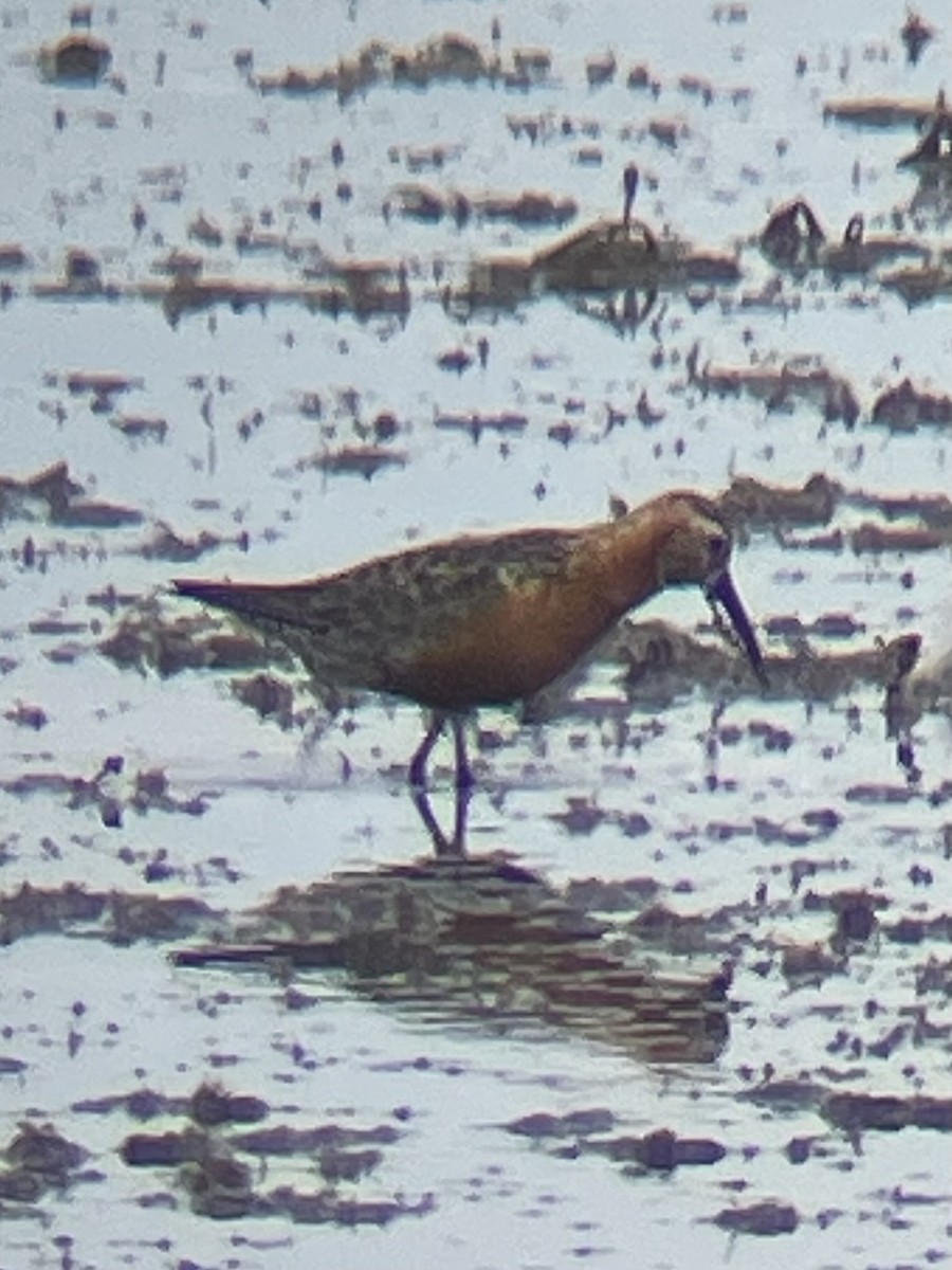 Curlew Sandpiper - ML640519152