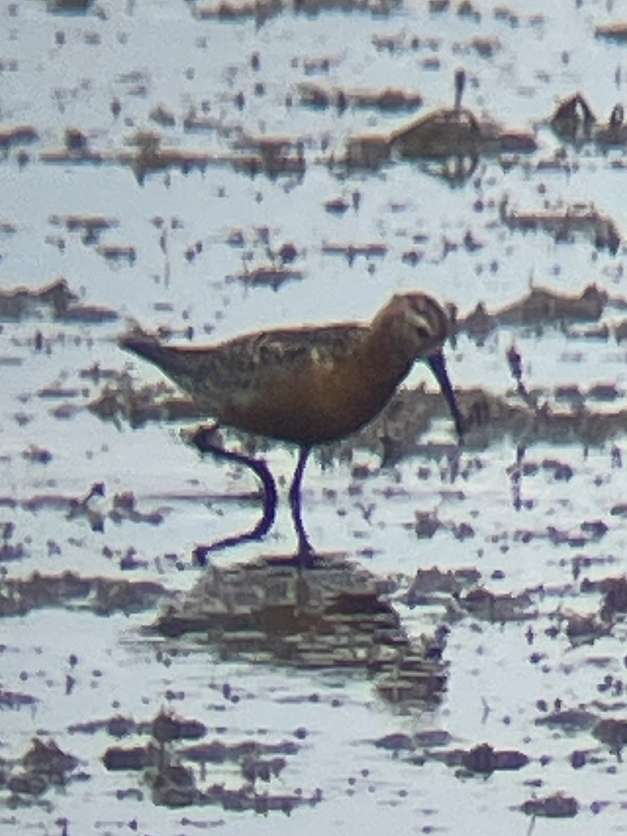 Curlew Sandpiper - ML640519153