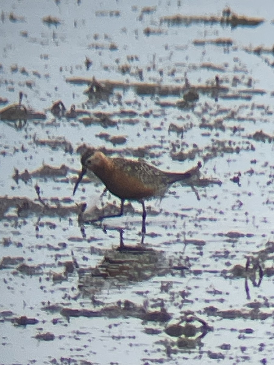 Curlew Sandpiper - ML640519154