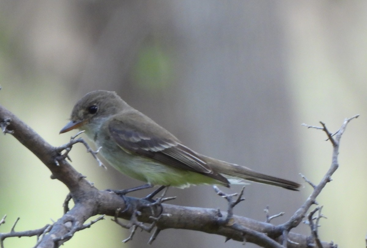 Willow Flycatcher - ML640519156