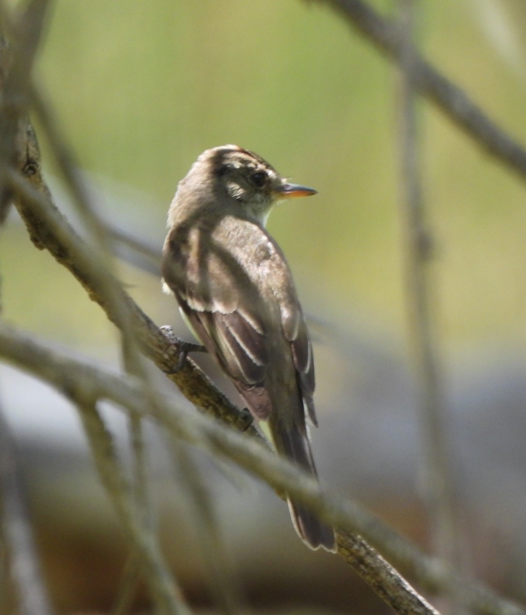 Willow Flycatcher - ML640519157