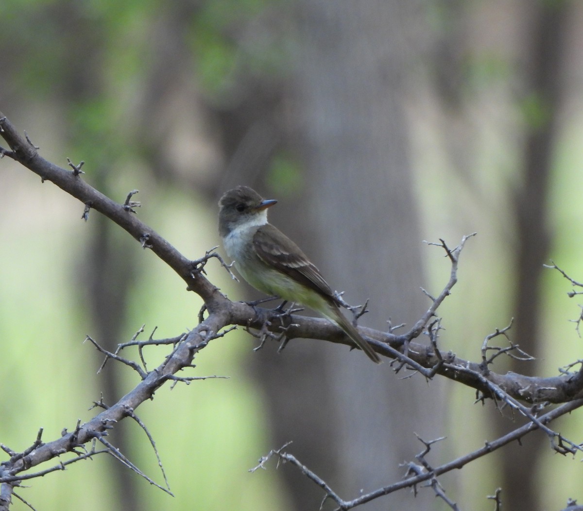 Willow Flycatcher - ML640519158