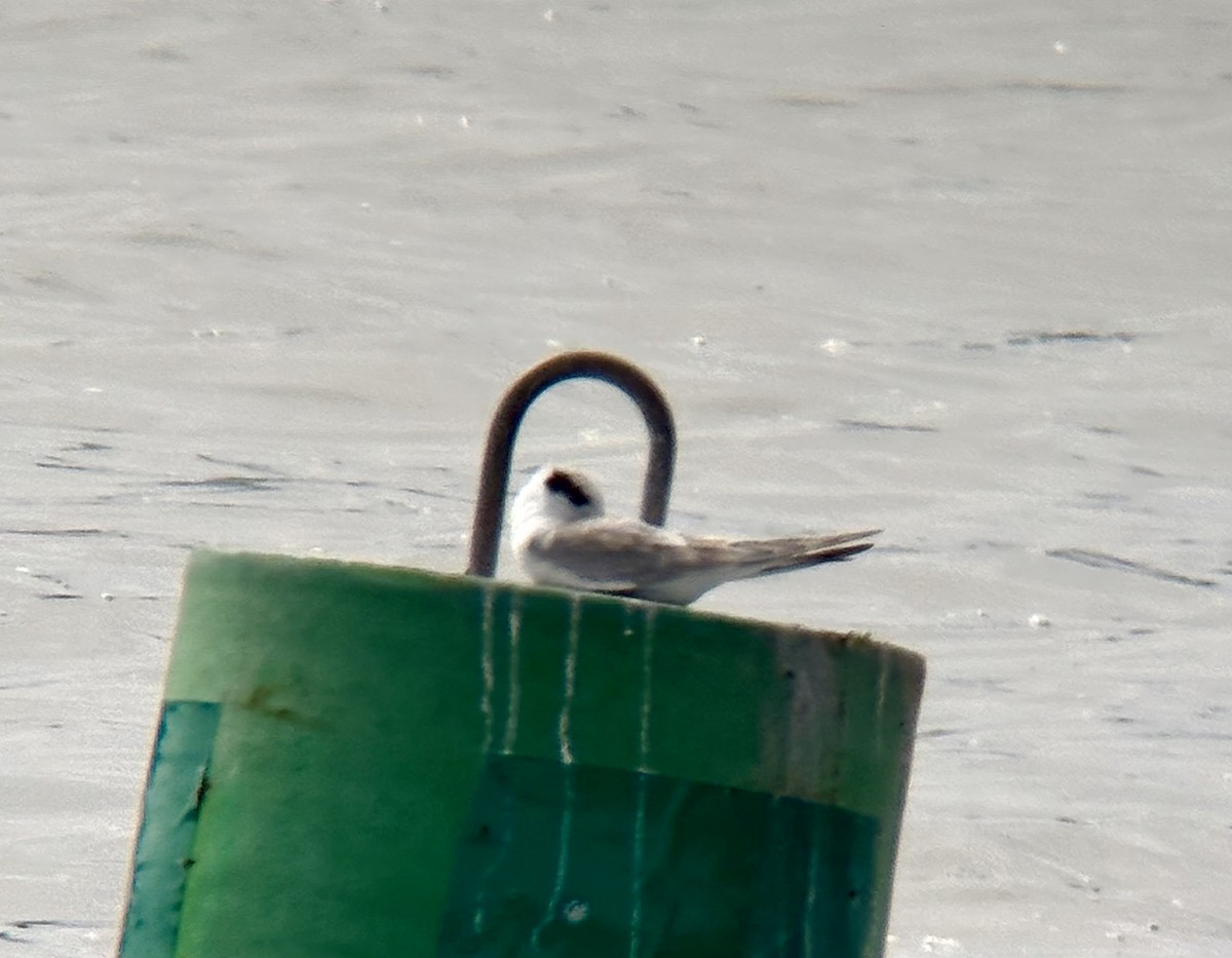 Forster's Tern - ML640519160