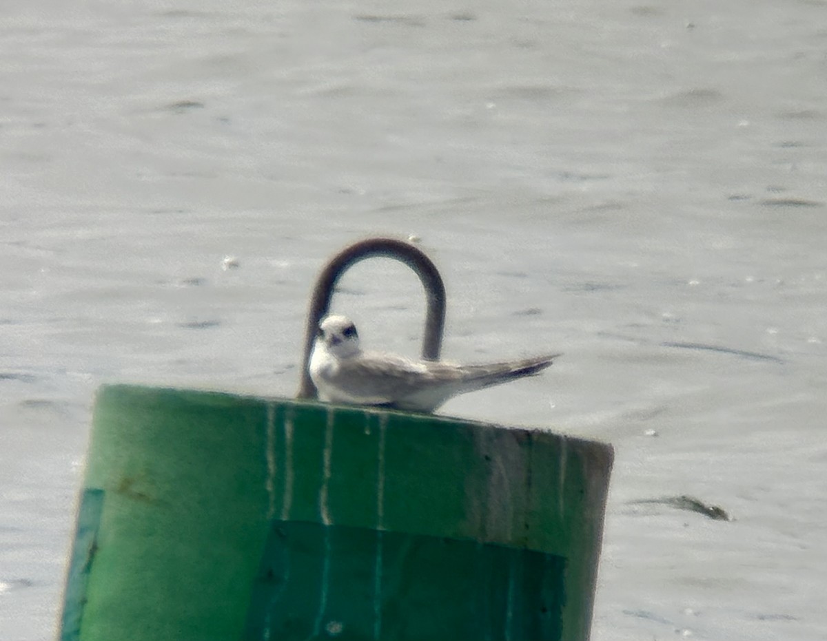 Forster's Tern - ML640519161