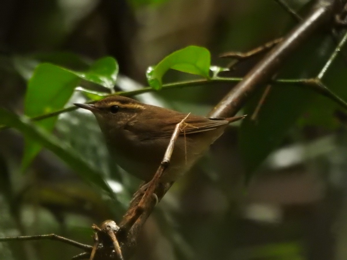 Asian Stubtail - ML640519169