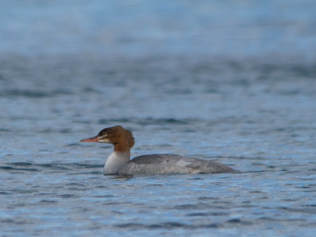 Common Merganser - ML640519176