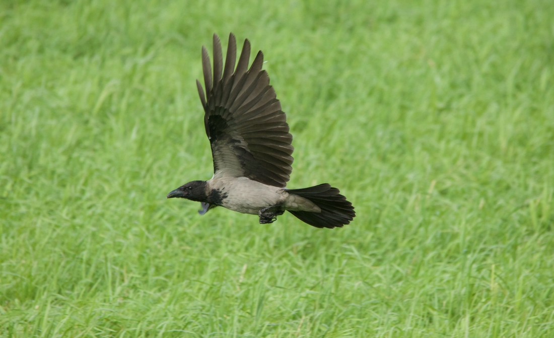 Hooded Crow - ML640519205