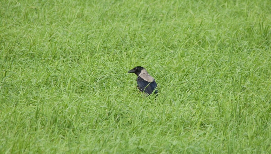 Hooded Crow - ML640519206